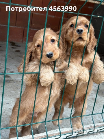 2 mijki otlicni kokerceta