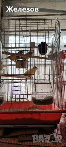 Канарчета Орфей , снимка 4 - Канари - 52913455