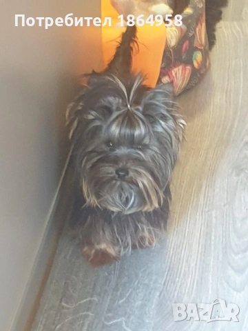 Мини Йорки Доставка, снимка 4 - Йоркширски териер - 53765280