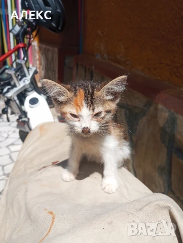 ПОДАРЯВАМ КОТЕНЦА, снимка 3 - Мейн кун - 50985226