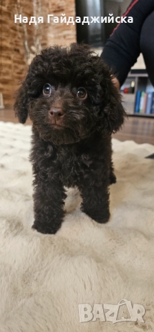 Пудел! Мини! 