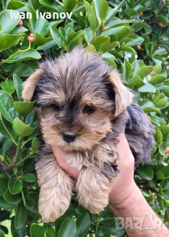 Йоркширски териер мини-мерле!!!, снимка 9 - Йоркширски териер - 53060345