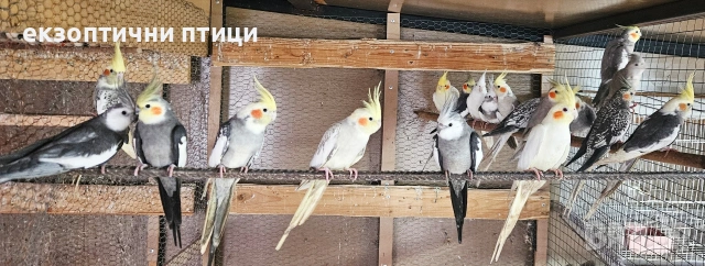 Ято Корели , снимка 2 - Папагали - 53300874