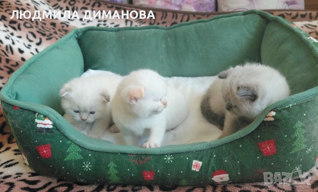 Шотландски мъжки със сини очи. , снимка 7 - Британска късокосместа - 54172287