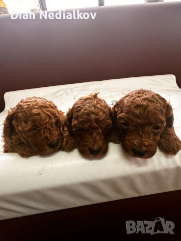 Той пудел родословни, снимка 2 - Пудели - 53541703