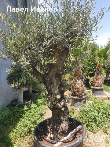 Маслиново дърво за перфектният декор на вашата градина!!!, снимка 3 - Градински цветя и растения - 46413847