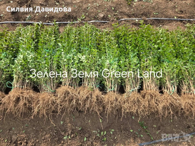 Лигуструм Овалифолиум за жив плет на гол корен, снимка 5 - Градински цветя и растения - 53931658