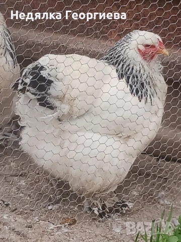 Колумбийска брама 30 евро, снимка 3 - други­ - 53929654