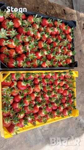 качествен разсад , снимка 5 - Разсади - 52070640