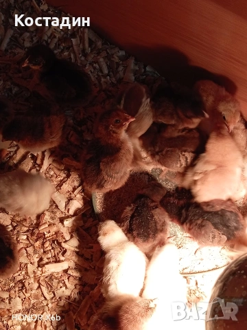 пилета катунски.. червена линия, сребърна линия, нюхемпшир , снимка 5 - Кокошки и пуйки - 54051096