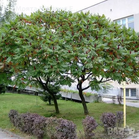Рустифина дърво, снимка 3 - Градински цветя и растения - 49762500