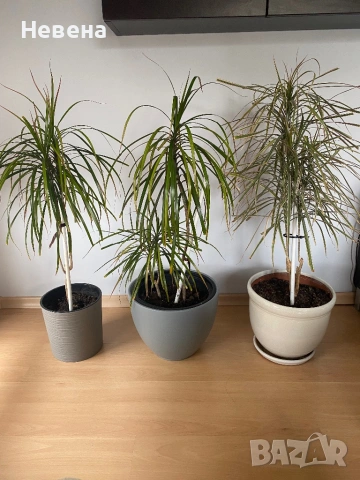 Драцени с включени в цената саксии