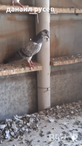 Английски типлери, снимка 7 - Гълъби - 51157443