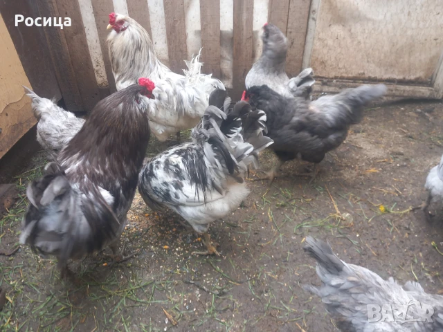 Предлагам разплодни яйца от Амераукана, снимка 4 - Кокошки и пуйки - 49744317