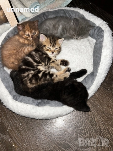 Британска късокосместа, снимка 13 - Британска късокосместа - 52310510