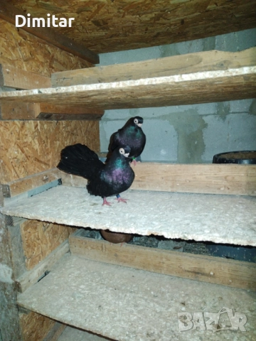 Работеща двойка, снимка 4 - Гълъби - 52793754