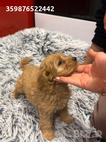 Кокапу, снимка 3 - Кокер шпаньол - 53518987