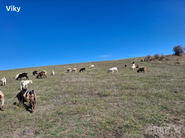 натурално козе мляко, снимка 7 - Кози - 54155662