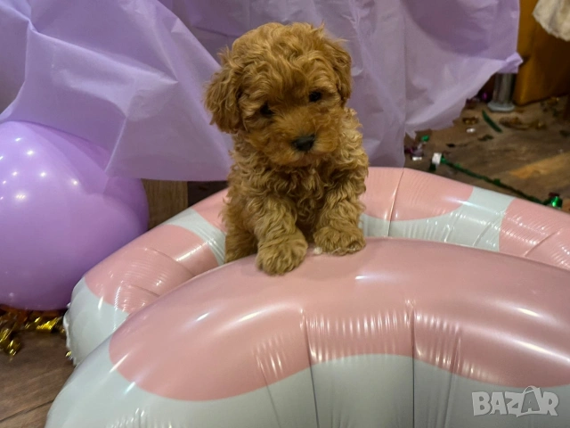 Пудел той , снимка 5 - Пудели - 54304001