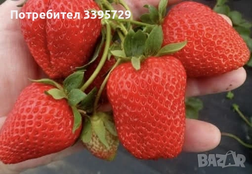 разсад за ягоди записвам за края на февруари цена 025€, снимка 3 - Разсади - 53407757