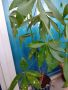 Малабарски кестен, снимка 1 - Стайни растения - 45251357