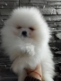 померан померани , снимка 5