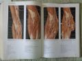 Продавам ; Color atlas of anatomy: A photographic study of the human body  , снимка 7