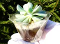 Сукулент Echeveria runionii Topsy Turvy., снимка 2