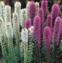 Луковици лиатрис 0,80€брой и луковици гладиоли 0,70 €брой , снимка 1