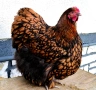 Продавам златно кантиран Орпингтон. , снимка 4
