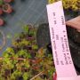 Калина, Картоп, Viburnum opulus ‘Roseum’, снимка 6