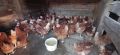 кокоши носачки, снимка 1 - Кокошки и пуйки - 45220019