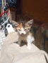 ПОДАРЯВАМ КОТЕНЦА, снимка 3