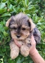 Йоркширски териер мини-мерле!!!, снимка 9