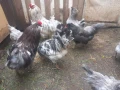 Предлагам разплодни яйца от Амераукана, снимка 4