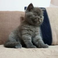 Британска късокосместа малки котенца, снимка 3 - Британска късокосместа - 45723716