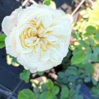 Храстовидни рози!!, снимка 4 - Градински цветя и растения - 45702417