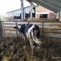 Продавам крави, снимка 5 - Крави - 45626413