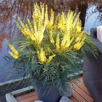 Махония (Mahonia soft caress), снимка 7 - Градински цветя и растения - 45210311