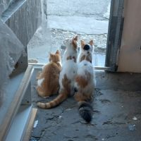 Женски котета сестричета, снимка 1 - Други - 44951425