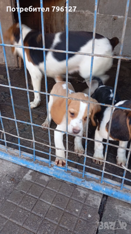 Женско кученце Бигъл , снимка 1