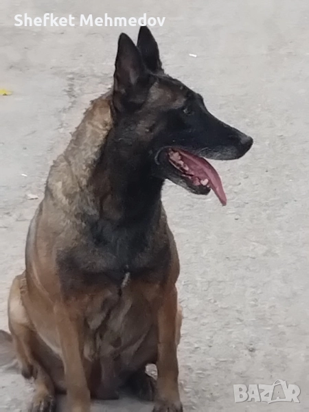 belgiska ovcarka, снимка 1