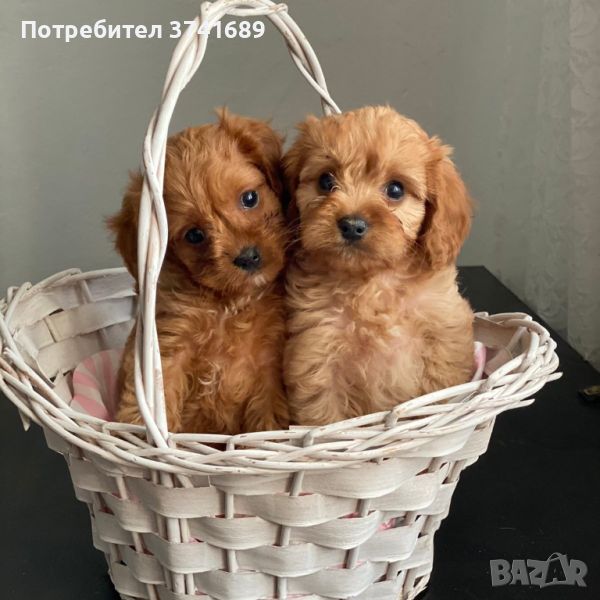 Cavapoo кученца, снимка 1