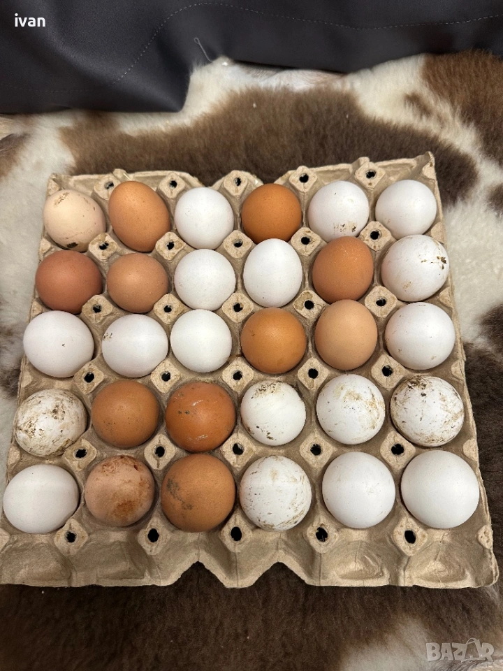 Домашни яйца , снимка 1