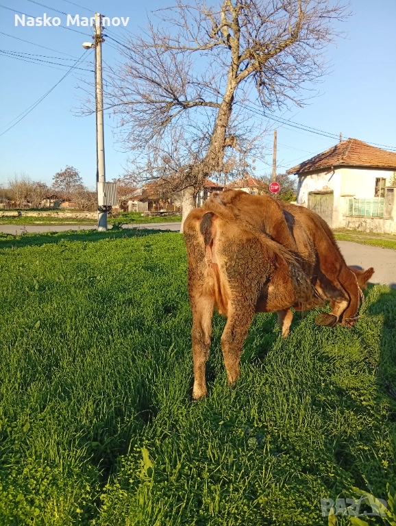 Стелна крава в 9мс, снимка 1