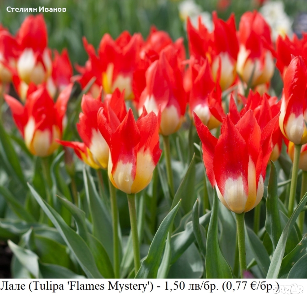 Лале (Tulipa 'Flames Mystery') – луковици, снимка 1