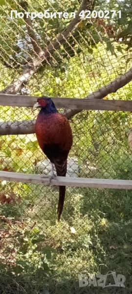  Фазани , снимка 1