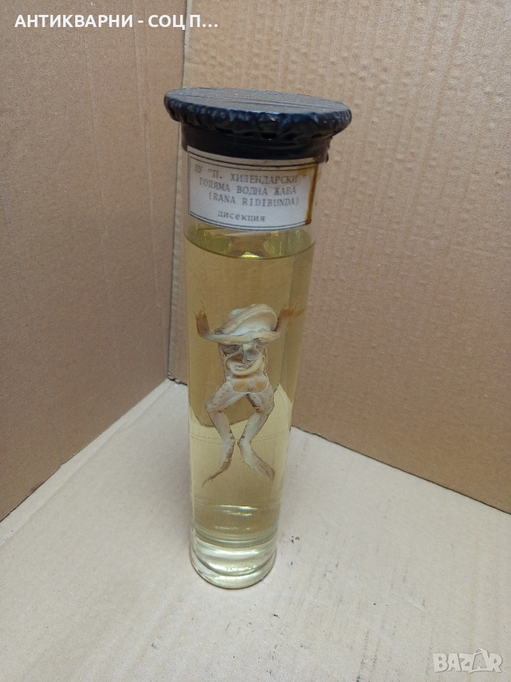 Стара Образователна Препарирана Жаба. , снимка 1