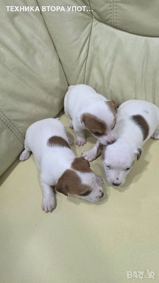 джак ръсел териер 3 броя женски, снимка 1