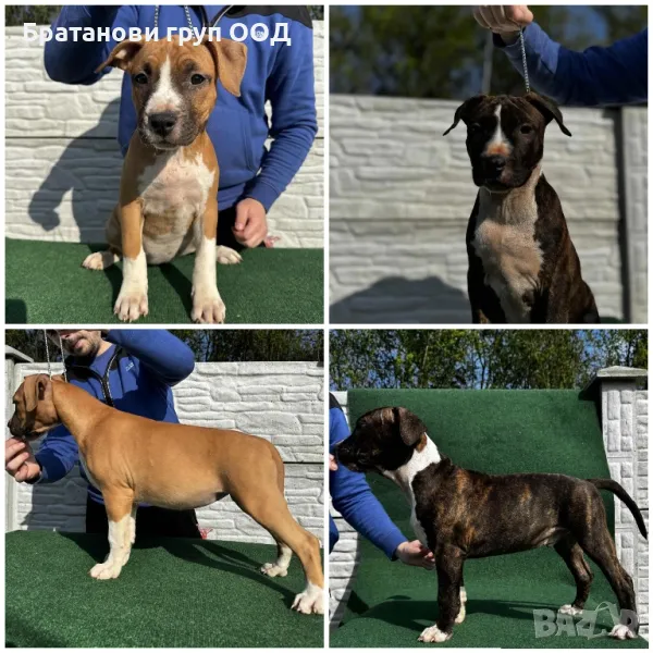 Американски Стафордширски териер, снимка 1